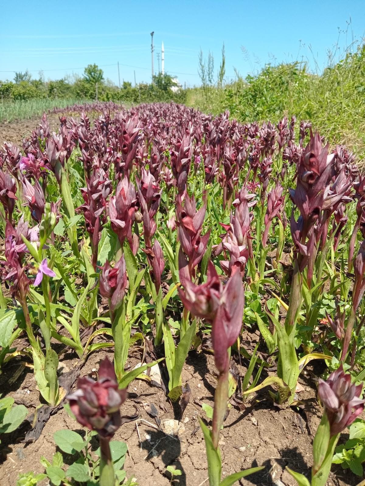 Erva Botanik ile Salep üretimi, Salep yetiştiriciliği